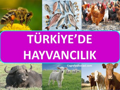 turkiyede-hayvancilik-slayt
